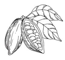 illustration of cocoa beans, fruits and leaves. line drawing, sketch vector