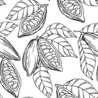 seamless pattern of cocoa beans, fruits and leaves. illustration with lines, sketch vector