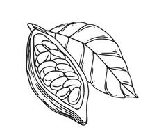 illustration of cocoa beans, fruits and leaves. line drawing, sketch vector