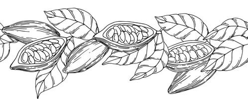 seamless border of cocoa beans, fruits and leaves. illustration with lines, sketch vector