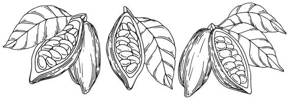 set of illustrations of cocoa beans, fruits and leaves. line drawing, sketch vector