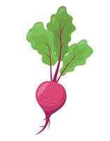 Beetroot in flat style isolated on white background. illustration vector