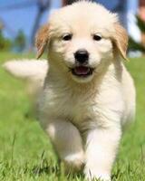 Golden Retriever dog lying, standing, sleeping with light background photo