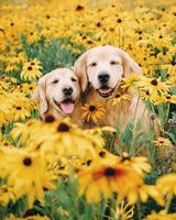Golden Retriever dog lying, standing, sleeping with light background photo