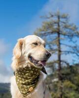 Golden Retriever dog lying, standing, sleeping with light background photo