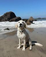 Golden Retriever dog lying, standing, sleeping with light background photo