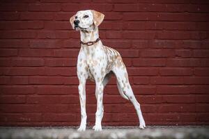 Dalmatian dog in the picturesque nature with a beautiful and cute face, black Dalmatian dog, lemon photo