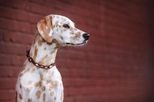Dalmatian dog in the picturesque nature with a beautiful and cute face, black Dalmatian dog, lemon photo