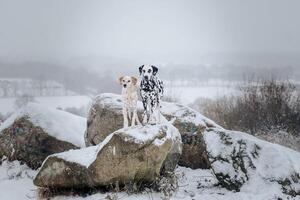 Dalmatian dog in the picturesque nature with a beautiful and cute face, black Dalmatian dog, lemon photo