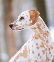 Dalmatian dog in the picturesque nature with a beautiful and cute face, black Dalmatian dog, lemon photo