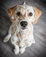 Dalmatian dog in the picturesque nature with a beautiful and cute face, black Dalmatian dog, lemon photo