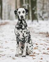 Dalmatian dog in the picturesque nature with a beautiful and cute face, black Dalmatian dog, lemon photo