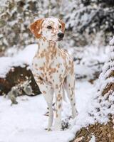 Dalmatian dog in the picturesque nature with a beautiful and cute face, black Dalmatian dog, lemon photo