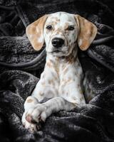 Dalmatian dog in the picturesque nature with a beautiful and cute face, black Dalmatian dog, lemon photo