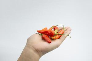 Hand holding red chili. isolated on white background. photo
