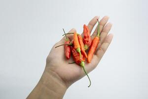 Hand holding red chili. isolated on white background. photo