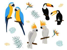 Set with exotic birds. Pairs of parrots, cockatoos, macaws, toucans on a branch. vector