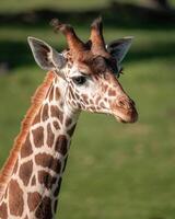 A giraffe walking on the grass in the zoo with bright sunlight during the day and trees outside - A little giraffe in the garden among the grass and trees photo