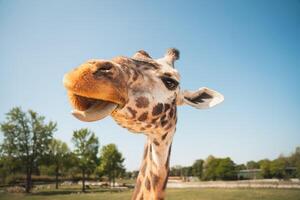 A giraffe walking on the grass in the zoo with bright sunlight during the day and trees outside - A little giraffe in the garden among the grass and trees photo