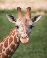 A giraffe walking on the grass in the zoo with bright sunlight during the day and trees outside - A little giraffe in the garden among the grass and trees photo