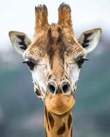 A giraffe walking on the grass in the zoo with bright sunlight during the day and trees outside - A little giraffe in the garden among the grass and trees photo