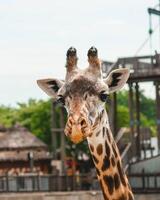 A giraffe walking on the grass in the zoo with bright sunlight during the day and trees outside - A little giraffe in the garden among the grass and trees photo