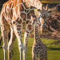 A giraffe walking on the grass in the zoo with bright sunlight during the day and trees outside - A little giraffe in the garden among the grass and trees photo