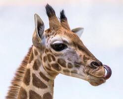 A giraffe walking on the grass in the zoo with bright sunlight during the day and trees outside - A little giraffe in the garden among the grass and trees photo