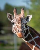 A giraffe walking on the grass in the zoo with bright sunlight during the day and trees outside - A little giraffe in the garden among the grass and trees photo