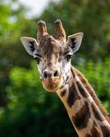 A giraffe walking on the grass in the zoo with bright sunlight during the day and trees outside - A little giraffe in the garden among the grass and trees photo
