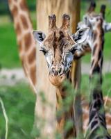 A giraffe walking on the grass in the zoo with bright sunlight during the day and trees outside - A little giraffe in the garden among the grass and trees photo