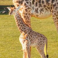 A giraffe walking on the grass in the zoo with bright sunlight during the day and trees outside - A little giraffe in the garden among the grass and trees photo