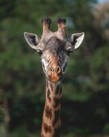 A giraffe walking on the grass in the zoo with bright sunlight during the day and trees outside - A little giraffe in the garden among the grass and trees photo
