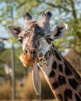 A giraffe walking on the grass in the zoo with bright sunlight during the day and trees outside - A little giraffe in the garden among the grass and trees photo