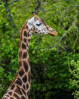 A giraffe walking on the grass in the zoo with bright sunlight during the day and trees outside - A little giraffe in the garden among the grass and trees photo