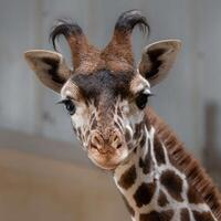 A giraffe walking on the grass in the zoo with bright sunlight during the day and trees outside - A little giraffe in the garden among the grass and trees photo