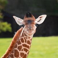 A giraffe walking on the grass in the zoo with bright sunlight during the day and trees outside - A little giraffe in the garden among the grass and trees photo