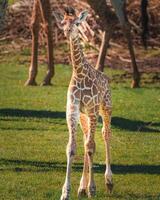 A giraffe walking on the grass in the zoo with bright sunlight during the day and trees outside - A little giraffe in the garden among the grass and trees photo