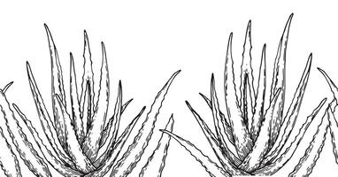 seamless border with aloe vera, pattern in sketch style. natural cosmetic vector