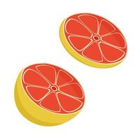 drawing with grapefruit. Image of halves and segments of grapefruits isolated on a white background. vector