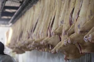 Meat factory. A lot of pork carcasses in a meat processing factory. photo