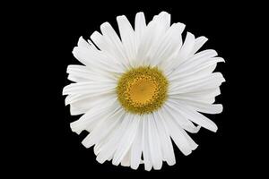 Chamomile flower on a black background close-up. photo