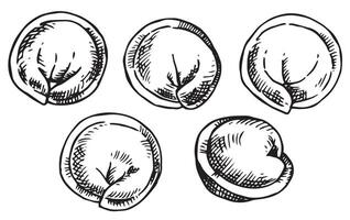 set of dumplings, illustration in sketch style. frozen convenience food vector