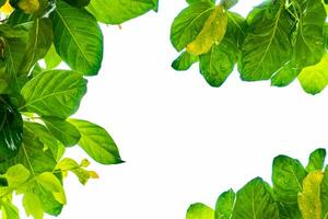 Green leaves on a white background There's space in the middle. photo