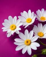 White flowers on magenta background photo
