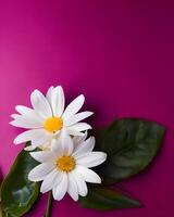 White flowers on magenta background photo