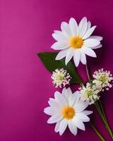 White flowers on magenta background photo