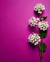 White flowers on magenta background photo