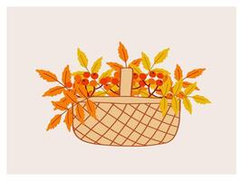 Basket filled with autumn leaves and berries on a light background vector