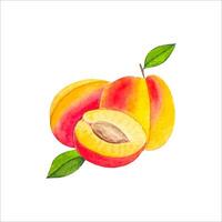 Composition with apricots, watercolor on a white background vector